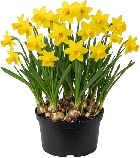 50 Daffodil Bulbs – Yellow Narcissus Flower Bulbs – Hardy Outdoor Perennial - Image 4