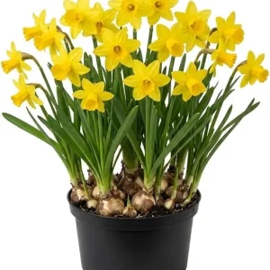 50 Daffodil Bulbs – Yellow Narcissus Flower Bulbs – Hardy Outdoor Perennial - Image 5