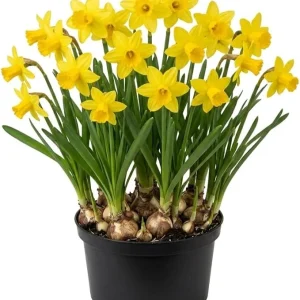 50 Daffodil Bulbs – Yellow Narcissus Flower Bulbs – Hardy Outdoor Perennial - Image 7