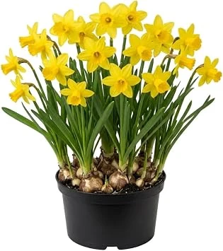 50 Daffodil Bulbs – Yellow Narcissus Flower Bulbs – Hardy Outdoor Perennial - Image 1