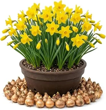 50 Yellow Daffodil Bulbs for Planting – Hardy Narcissus Spring Flowers – Outdoor Perennial Landscape Blooms - Image 1