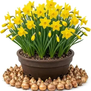 50 Yellow Daffodil Bulbs for Planting – Hardy Perennial Spring Flowers – Outdoor Landscape - Image 7