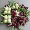 7 Egyptian Walking Onion Bulbs for Planting - Red & White Topsetting Perennial - Image 1