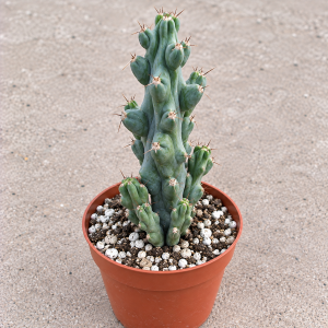 Boobie Cactus Live Plant 6 inch - Myrtillocactus Geometrizans Fukurokuryuzinboku Indoor Succulent