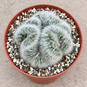 Brain Cactus Cristata Mammillaria Baumii Live Plant, 6 Inch Pot