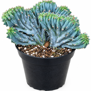 Crested Blue Candle Cactus Live Plant - Myrtillocactus Geometrizans 'Cristata' Succulent
