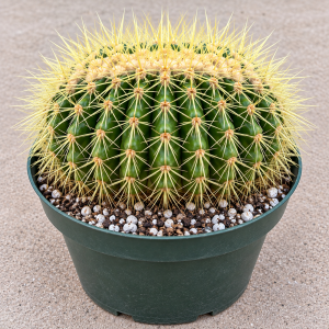 Crested Golden Barrel Cactus - Echinocactus Grusonii Cristatus Live Plant - Rare Succulent