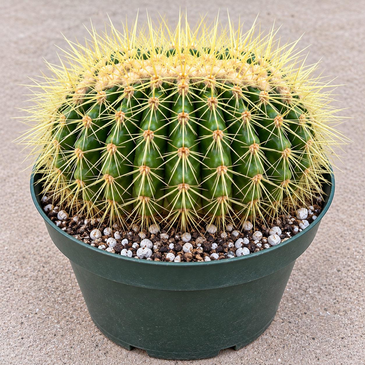 Crested Golden Barrel Cactus - Echinocactus Grusonii Cristatus Live Plant - Rare Succulent