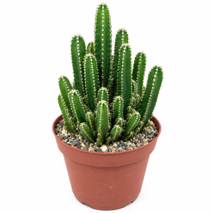 Fairy Castle Cactus Live Plant - 8 inch Acanthocereus Tetragonus, Easy Care Indoor