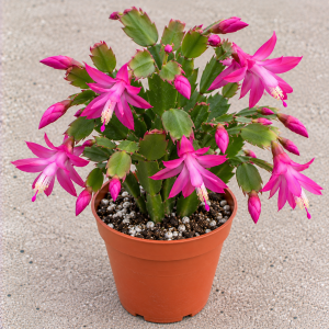 Alternative view of Fuchsia Spring Cactus Live Plant – 4 inch Rhipsalidopsis Succulent – Indoor Plant