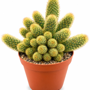 Gold Lace Ladyfingers Cactus Live Plant - Mammillaria Elongata Succulent, Drought Tolerant, 2-4 Inch Bare Root Specimen