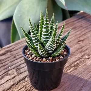 Haworthia Zebra Plant Live Succulent - Easy Grow Indoor Houseplant, 2-4 Inch Pot