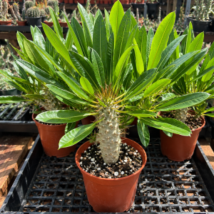 Madagascar Palm Pachypodium Lamerei Live Plant Easy Care Indoor Outdoor Succulent