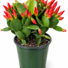 Orange Spring Cactus Live Plant – Rhipsalidopsis Succulent – 4 Inch Pot – Indoor