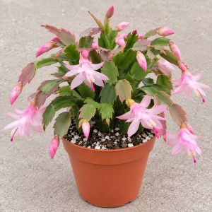 2 inch Pastel Pink Christmas Cactus Live Plant - Holiday Blooms Indoor
