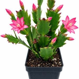 Pink Holiday Cactus Live Plant - 4 inch Pot, Schlumbergera Indoor/Outdoor