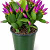 4 inch Purple Spring Cactus Live Plant - Rhipsalidopsis Succulent