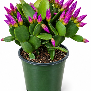 4 inch Purple Spring Cactus Live Plant - Rhipsalidopsis Succulent