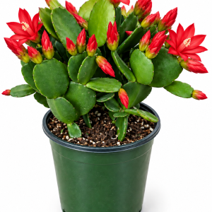 4" Red Holiday Cactus Live Plant - Schlumbergera Zygo, Easy Care