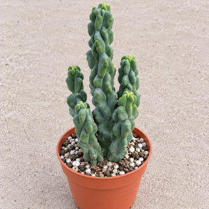 Totem Pole Cactus Live Plant - Spineless Lophocereus Schottii Monstrose - Drought Tolerant Succulent