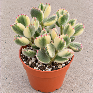 Variegated Bear Paw Succulent Live Plant - 4 inch Cotyledon Tomentosa, Pet Friendly