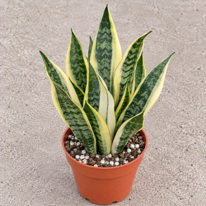 Dwarf Variegated Snake Plant, Rosette Sansevieria Trifasciata Live Plant, 6 inch Pot, Indoor