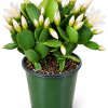 4 inch White Spring Cactus Live Plant - Rhipsalidopsis - Potted Houseplant