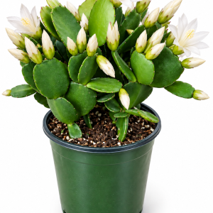 4 inch White Spring Cactus Live Plant - Rhipsalidopsis - Potted Houseplant