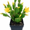Yellow Holiday Cactus Live Plant - Schlumbergera Zygo, 2-inch Pot, Indoor