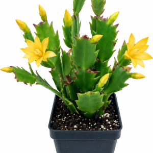 Yellow Holiday Cactus Live Plant - Schlumbergera Zygo, 2-inch Pot, Indoor