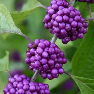 American Beautyberry Live Plant 3-Pack – Purple Berries Shrub, 8-12in Tall in 4in Pot - Image 2