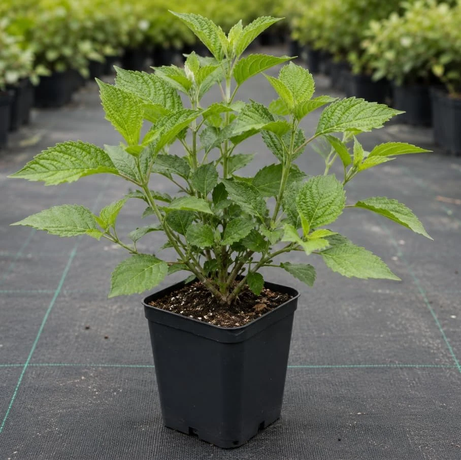 American Beautyberry Live Plant 3-Pack – Purple Berries Shrub, 8-12in Tall in 4in Pot - Image 3
