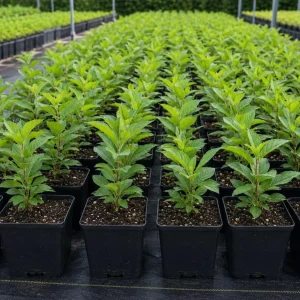 American Beautyberry Live Plant 3-Pack – Purple Berries Shrub, 8-12in Tall in 4in Pot - Image 4