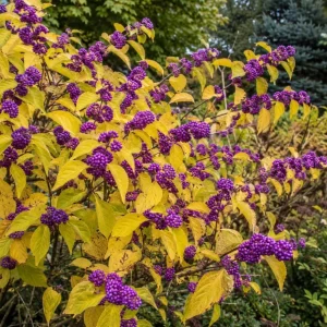 American Beautyberry Live Plant 3-Pack – Purple Berries Shrub, 8-12in Tall in 4in Pot - Image 5