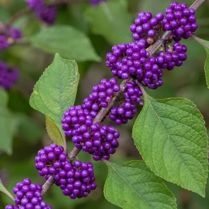 American Beautyberry Live Plant 3-Pack – Purple Berries Shrub, 8-12in Tall in 4in Pot - Image 6