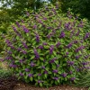 American Beautyberry Live Plant 3-Pack – Purple Berries Shrub, 8-12in Tall in 4in Pot - Image 1