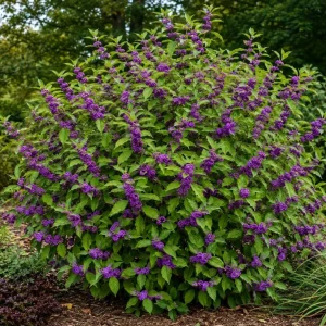 American Beautyberry Live Plant 3-Pack – Purple Berries Shrub, 8-12in Tall in 4in Pot - Image 1