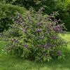 American Beautyberry Live Plant - Callicarpa americana - 8-12 Inch Tall in 4 Inch Pot - Outdoor Shrub - Image 1