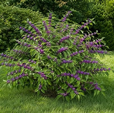 American Beautyberry Live Plant - Callicarpa americana - 8-12 Inch Tall in 4 Inch Pot - Outdoor Shrub - Image 2