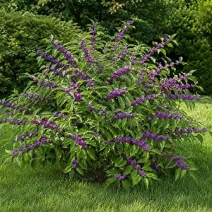 American Beautyberry Live Plant - Callicarpa americana - 8-12 Inch Tall in 4 Inch Pot - Outdoor Shrub - Image 3