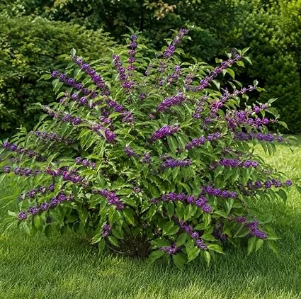 American Beautyberry Live Plant - Callicarpa americana - 8-12 Inch Tall in 4 Inch Pot - Outdoor Shrub - Image 3