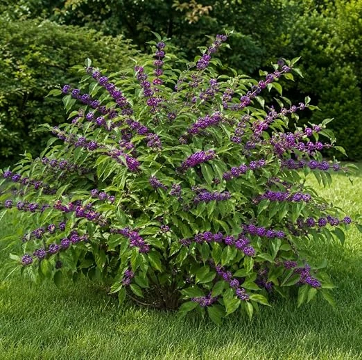 American Beautyberry Live Plant - Callicarpa americana - 8-12 Inch Tall in 4 Inch Pot - Outdoor Shrub - Image 5
