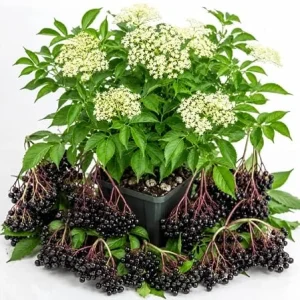 American Black Elderberry Plant - Live Shrub, 7-12" Tall, Quart Pot, Outdoor Berry Plant - Image 2