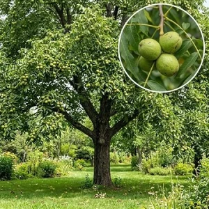 American Black Walnut Live Tree Plant 6-12" Tall, 4" Pot, Sweet Nut, Outdoor Shade - Image 2