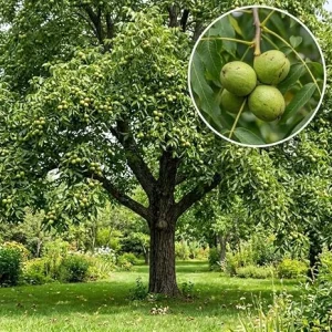 American Black Walnut Live Tree Plant 6-12