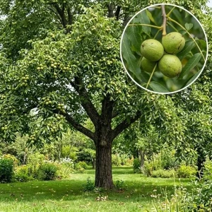 American Black Walnut Live Tree Plant 6-12