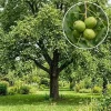 American Black Walnut Live Tree Plant, 6-12" Tall, 4" Pot, Sweet Nut, Shade Tree - Image 1