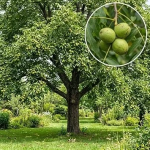 American Black Walnut Live Tree Plant 6-12" Tall, 4" Pot, Sweet Nut, Outdoor Shade - Image 1