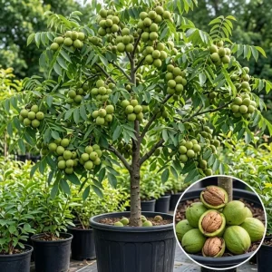 American Black Walnut Tree Live Plant, 6-12" Tall, 4" Pot, Hardy Nut Tree - Image 1
