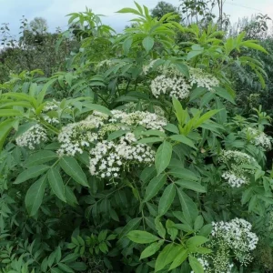 American Elderberry Live Plant - Sambucus Nigra Shrub, 7-12" Tall, Quart Pot, Outdoor - Image 2